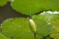 Blue tropical dragonfly in intricate pose on lotus flower bud