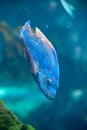 Blue tropical fish