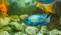 Blue tropical fish in aquarium, exotic fish in aquarium Royalty Free Stock Photo