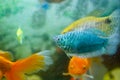 Blue tropical fish in aquarium, exotic fish in aquarium