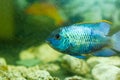 Blue tropical fish in aquarium, exotic fish in aquarium