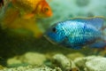 Blue tropical fish in aquarium, exotic fish in aquarium