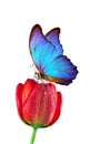 blue tropical morpho butterfly on bright red tulip in water drops isolated on white Royalty Free Stock Photo