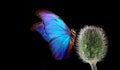 Blue tropical morpho butterfly on poppy flower bud in water drops isolated on black Royalty Free Stock Photo