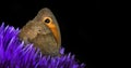 Blue tropical morpho butterfly on purple aster flower isolated on black. copy space Royalty Free Stock Photo