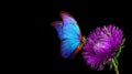 Blue tropical morpho butterfly on purple aster flower isolated on black. copy space Royalty Free Stock Photo
