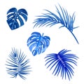 Blue tropical palm leaves, botanical vector illustration, set isolated on white background Royalty Free Stock Photo