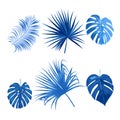 Blue tropical palm leaves, botanical vector illustration, set isolated on white background Royalty Free Stock Photo