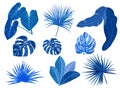 Blue tropical palm leaves, botanical vector illustration, set isolated on white background Royalty Free Stock Photo