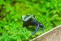 Blue Tropical Poison Dart Frog Sitting on Green Leaves. Natural Environment. Wildlife Photography