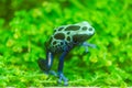 Blue Tropical Poison Dart Frog Sitting on Green Leaves in a Zoo Glass Cage. Wildlife Photography