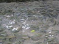 Blue Trout in the crystal clear spring water