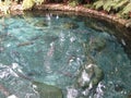 Blue Trout - Fishs in the crystal clear spring water pools