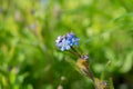 Blue True Forget-Me-Not Myosotis scorpioides flowers with green background Royalty Free Stock Photo