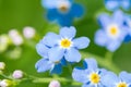 Blue True Forget-Me-Not (Myosotis scorpioides) green background Royalty Free Stock Photo