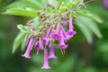 Blue Brugmansia Iochroma grandiflora, pending tubular purple-blue flowers