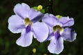 Blue Trumpet Vine