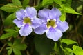 Blue trumpet vine flower in blue with yellow inside, growing in Royalty Free Stock Photo