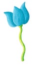 Blue tulip