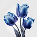 Blue tulip bouquet isolated on white background. Close up.