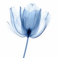 Blue Tulip X-ray: Simple, Elegant 3d Illustration On White Background Royalty Free Stock Photo