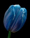 Blue Tulip flower on black background, beautiful petals. Close-up. Royalty Free Stock Photo