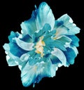 Blue   tulip.  Flower on black  isolated background with clipping path.  For design.  Closeup. Royalty Free Stock Photo