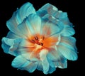 Blue  tulip.  Flower on  black isolated background with clipping path.  For design.  Closeup. Royalty Free Stock Photo