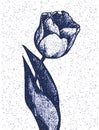 Blue Tulip Flower Drawing Illustration.