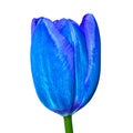 A blue tulip flower with a tinge of purple, isolated on a white background. Close-up. Flower bud on a green stem