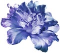 Blue  tulip  flower  on white isolated background with clipping path. Closeup. For design Royalty Free Stock Photo