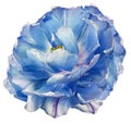 Blue tulip flower  on white isolated background with clipping path. Closeup. For design. Royalty Free Stock Photo