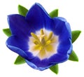 Blue tulip flower. white isolated background with clipping path. Closeup. no shadows. For design. Royalty Free Stock Photo