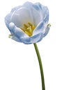 Blue tulip flower on a white  isolated background with clipping path. Flower on a stalk.  Nature. Closeup no shadows. Royalty Free Stock Photo