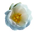 Blue tulip flower on a white isolated background with clipping path. Nature. Closeup no shadows. Royalty Free Stock Photo