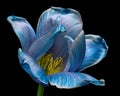 Blue Tulip flower with pollen. Black background. Close-up. Royalty Free Stock Photo