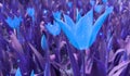 Blue tulips against purple background.