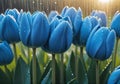 Blue tulips Spring flowers background blooming in drops of water on the background of rain drops. Ai generated Royalty Free Stock Photo