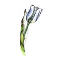 Watercolor blue tulips isolated on white. Hand draw illustration.