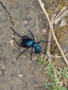 Blue turquoise bug Tirkizna buba Royalty Free Stock Photo