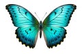 Blue turquoise butterfly with spread wings cut out on a white background. Generative AI illustration