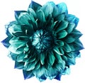 Blue-turquoise dahlia. Flower on a white isolated background with clipping path.  For design.  Closeup. Royalty Free Stock Photo