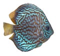 Blue turquoise discus Royalty Free Stock Photo