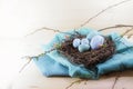 Blue and turquoise Easter eggs in a nest from twigs and quince branches with some flowers on cloth and a light wooden background, Royalty Free Stock Photo