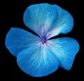 Blue-turquoise flower geranium. black isolated background with clipping path. Closeup no shadows. Royalty Free Stock Photo