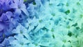 Blue-turquoise flowers lilac. floral background. floral wallpaper for design.