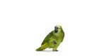 Blue fronted parrot on white background Royalty Free Stock Photo