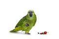 Blue fronted parrot on white background Royalty Free Stock Photo