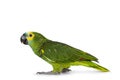 Blue fronted parrot on white background Royalty Free Stock Photo