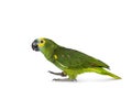 Blue fronted parrot on white background Royalty Free Stock Photo